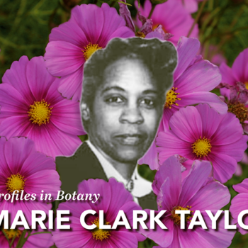 Marie Clark Taylor and the Wonder of “Aliveness!”