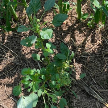 Minnesota Department of Agriculture confirms Palmer Amaranth in Goodhue County