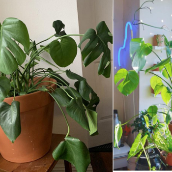 Monstera Leaves Curling? Reason and How to Fix Them
