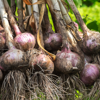 Monty Don’s top tips on harvesting garlic and shallots successfully