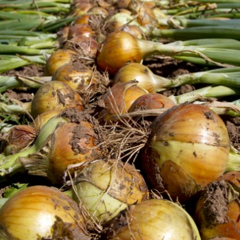 New onions looking good despite weather extremes
