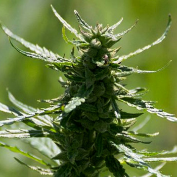 NOT THIS ONE – Should You Grow Hemp?