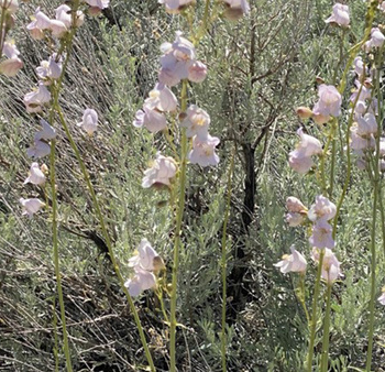 Penstemons Native to the Mountain West