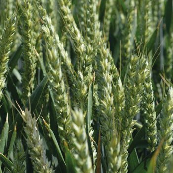 Quality wheat variety gains a growing band of followers
