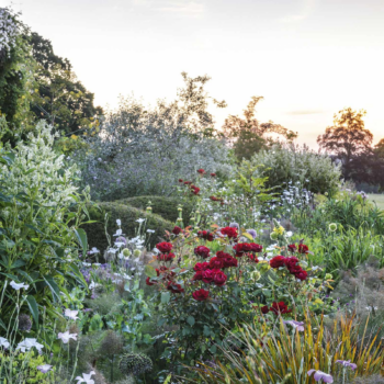Summer planting at Malverleys: borders, layering and planning ahead