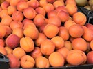 The Austrian apricot harvest has begun