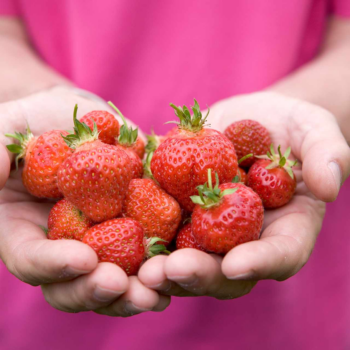 The best strawberries to grow