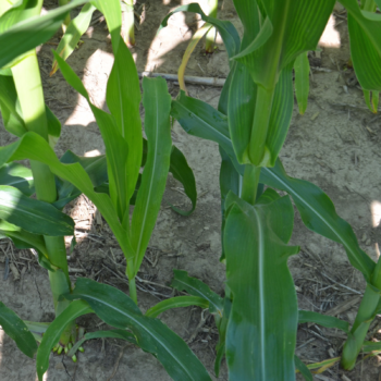 The case for increasing corn seeding rate