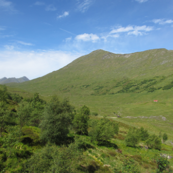 The response of plants, carabid beetles and birds to 30 years of native reforestation in the Scottish Highlands