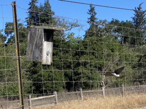 this_farm_relies_on_birds_–_not_pesticides_–_to_control_pests.png