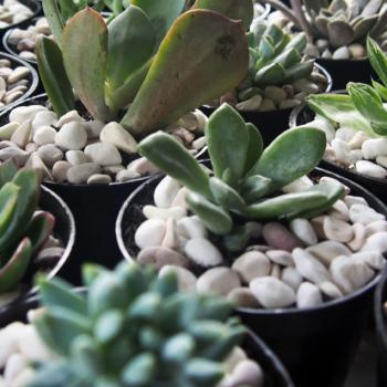 Tiny houseplants are trending – gardening experts share their favorite varieties