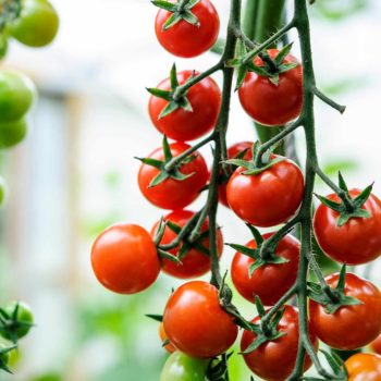 Tips for growing better tomatoes