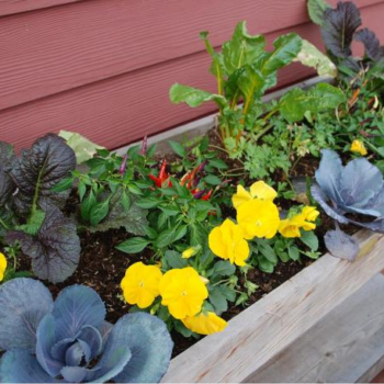Tips for success growing in raised bed and elevated gardens - The Daily Tribune