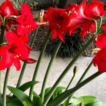 Tips On Storing Amaryllis Bulbs After They Bloom