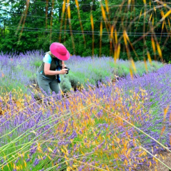 Ultimate Guide to Growing and Using Lavender