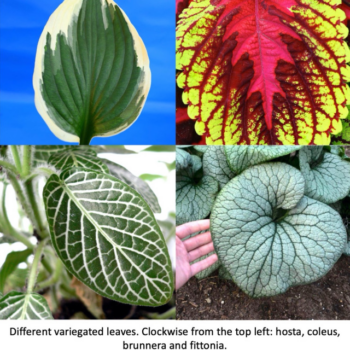 Variegated Plants: So Much to Discover!
