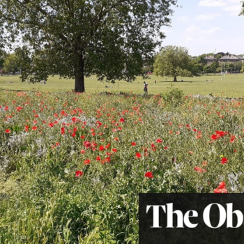 Went to mow … but stopped: how UK cities embraced the meadows revolution
