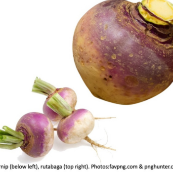 What’s the Difference Between a Turnip and a Rutabaga?