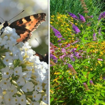 When to cut back buddleia - five top tips for maintaining a perfect garden - Daily Express