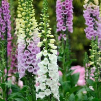 When to cut back foxgloves - top tips for maintaining your garden - Express