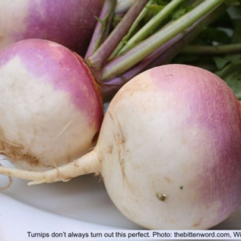 Why Didn’t My Turnips Produce a Bulb?