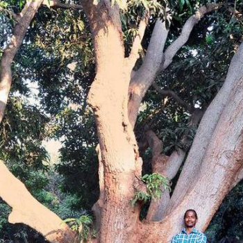 Why farmers are focusing on the indigenous mango varieties of Tamil Nadu