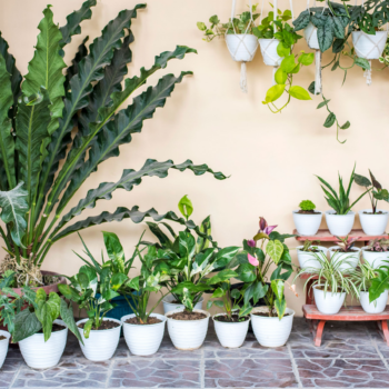Why pot-scaping is the garden trend you need to know about