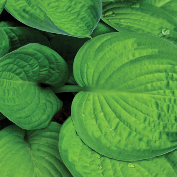 You Can (& Should) Eat Those Hostas In Your Garden
