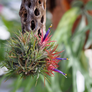 8 Easy Air Plants To Keep In Singapore For Those Who Are Always Killing Their Garden