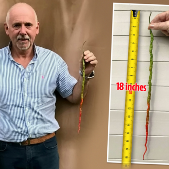 Big veg expert grows UK’s longest chilli pepper at a whopping 18 inches... - The US Sun