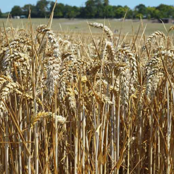 Harvest 2021: Wet start to winter wheat in Hertfordshire