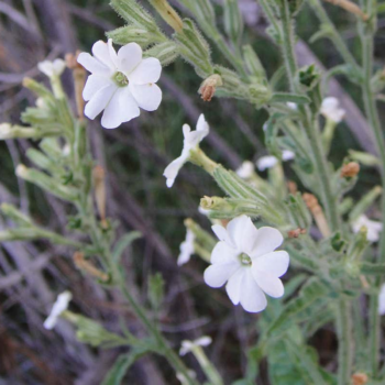 Insect-killing plant found by Australian highway is new to science