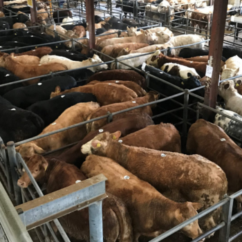 Over 1.5 million cattle traded at Irish marts last year