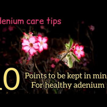 Tips for healthy Adenium/Desert Rose| soil mix,care, flowering, Fertilizer for adenium /tips&tricks
