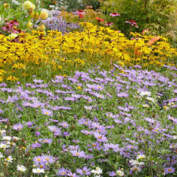 5 garden experts reveal their favorite autumn flowering plants