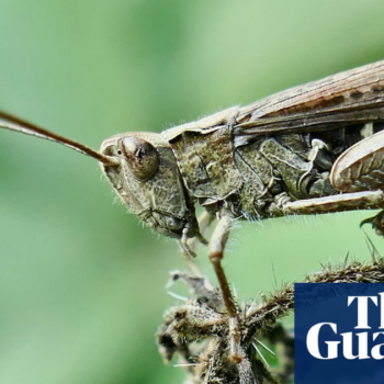 Country diary: let the grasshoppers grow