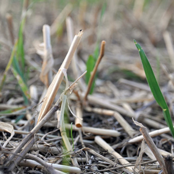 Five reasons to delay wheat drilling this autumn
