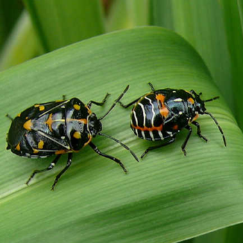 Harlequin Bug: A Pretty Brassica Pest