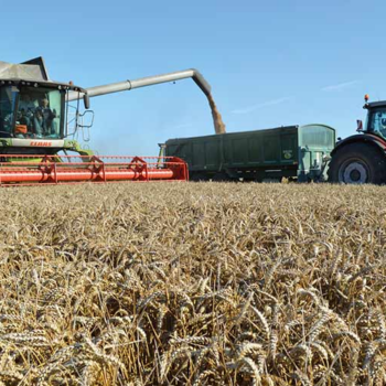 How to grow a winter wheat crop yielding 15t/ha