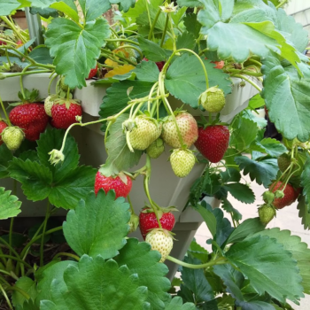 Meet the gardener behind this berry wholesome online community