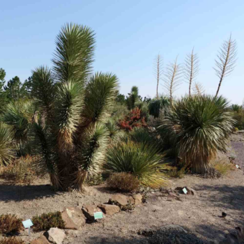 Orton Botanical Garden – Native Drought Tolerant Plants – Desert Garden