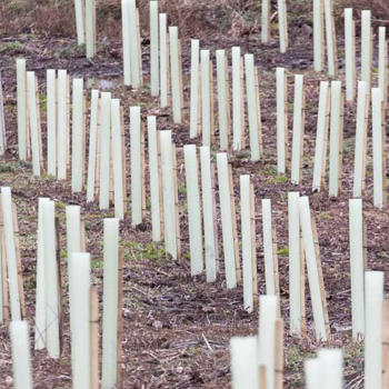 Riverbank tree planting project launched for England