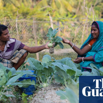 Salt-tolerant crops ‘revolutionise’ life for struggling Bangladeshi farmers