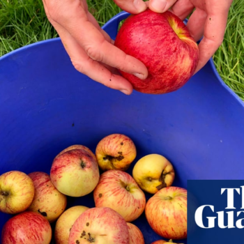 Cider harvesting in Herefordshire: ‘the fruit is always in charge’