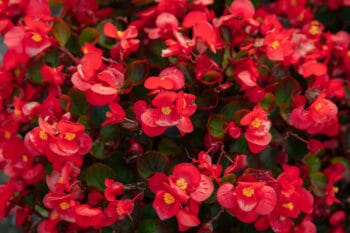 Everything You Need to Know About Caring for the Wax Begonia Plant
