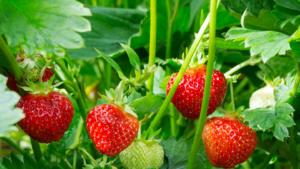 gardening_plant_now_for_strawberry_heaven_next_summer.png