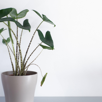Houseplant clinic: how often should you water elephant's ear plant?