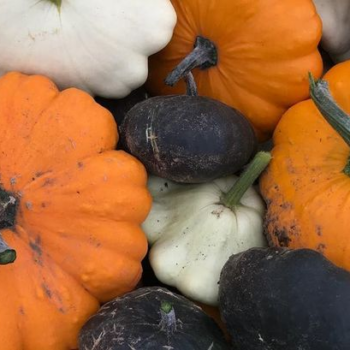 Leicestershire pick your own pumpkin farms to visit this Halloween