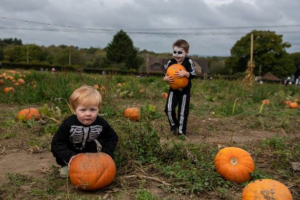 the_best_places_to_go_pumpkin_picking_in_lincolnshire.png