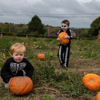 The best places to go pumpkin picking in Lincolnshire